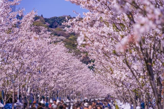 Tsurugaoka Hachimangu: A Sanctuary of Sakura & Autumn Leaves