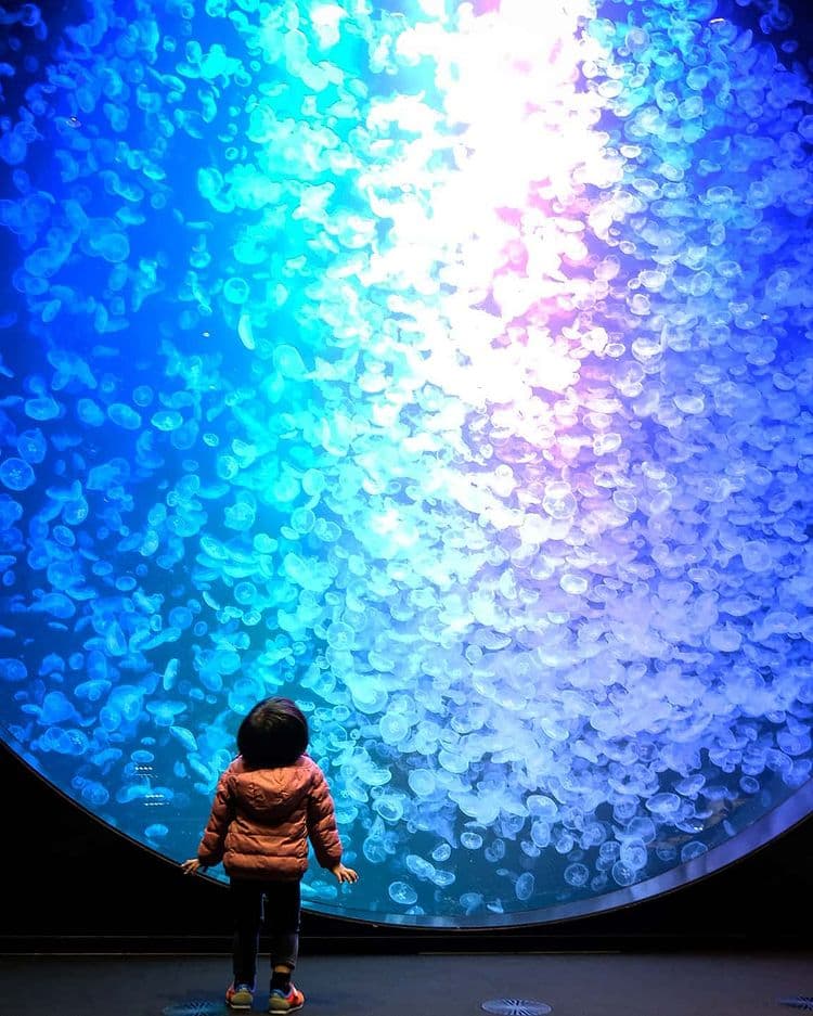 Tsuruoka Kamo Aquarium: A Healing Sanctuary of Breathtaking Views and Jellyfish
